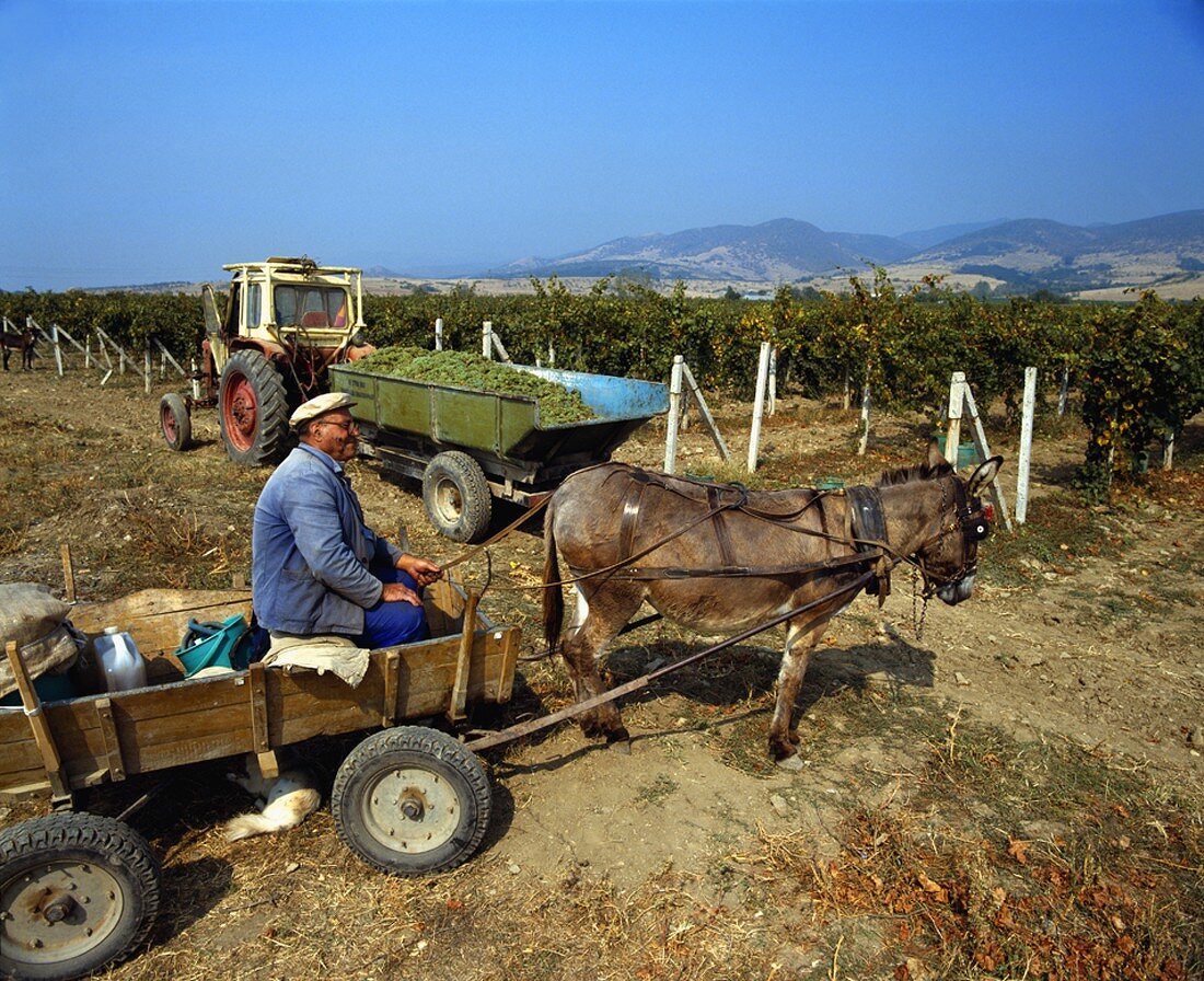 Bauer mit Esel bei der Chardonnay-Lese in Blatetz, Bulgarien