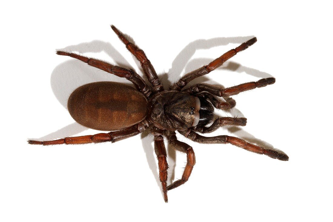 Sydney brown trapdoor spider