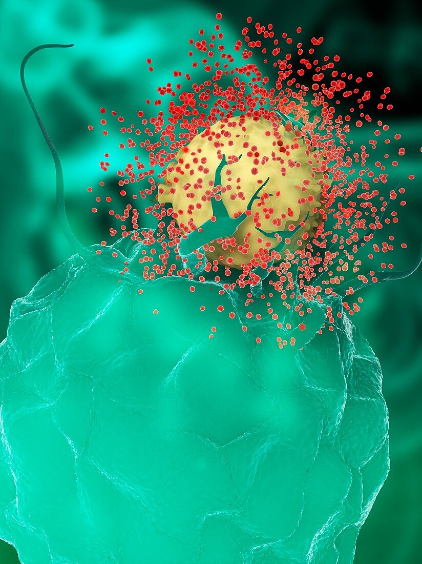 HIV particles and dendritic cell,artwork