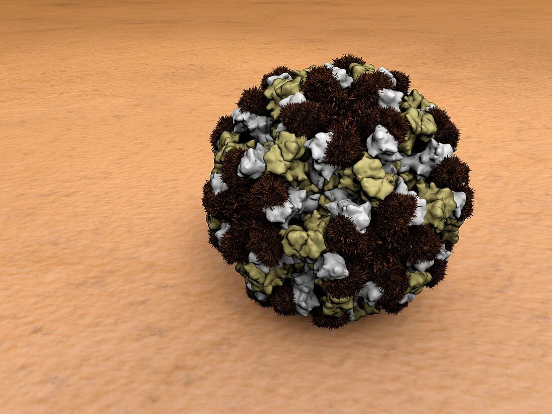Norovirus particles,artwork