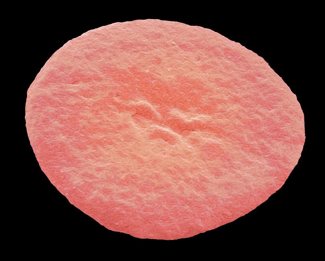 Fish red blood cell,SEM