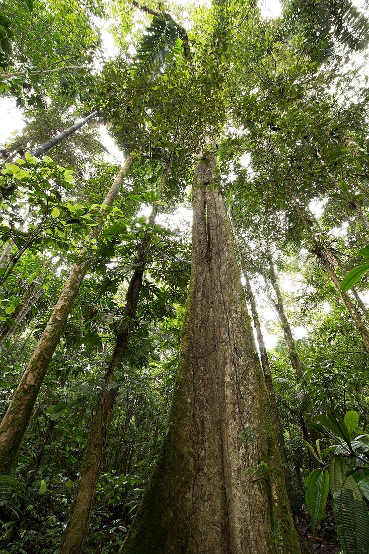 Giant rainforest tree