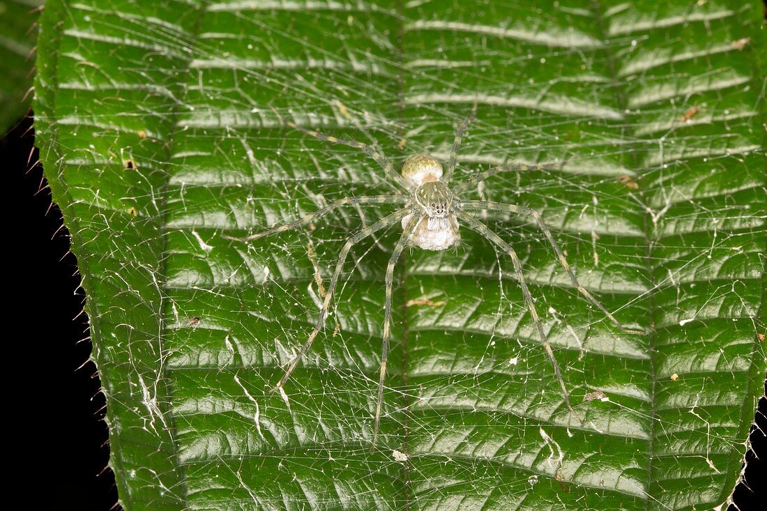 Tropical spider on leaf