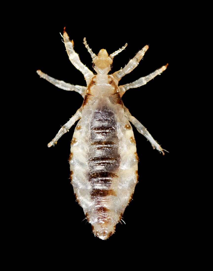 Male body louse