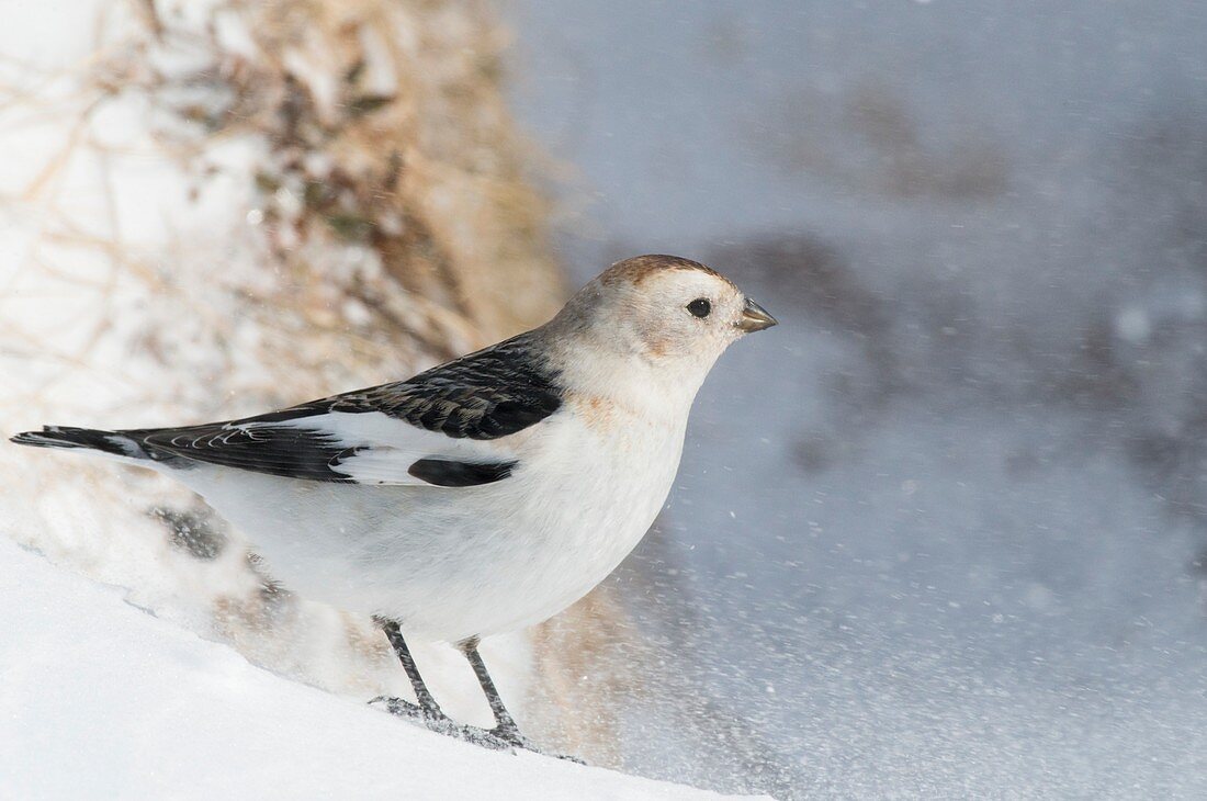 Male snow bunting