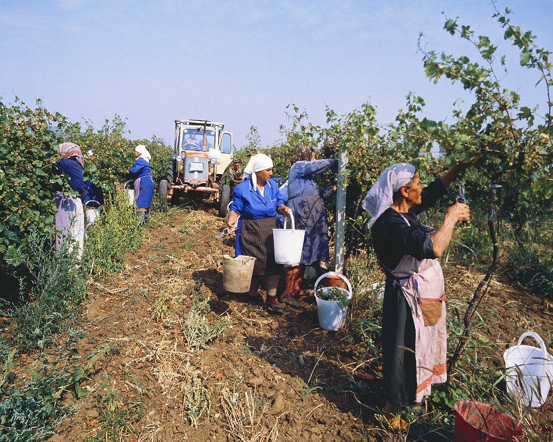 Frauen bei der Weinlese in der Region Sukhindol,Nordbulgarien