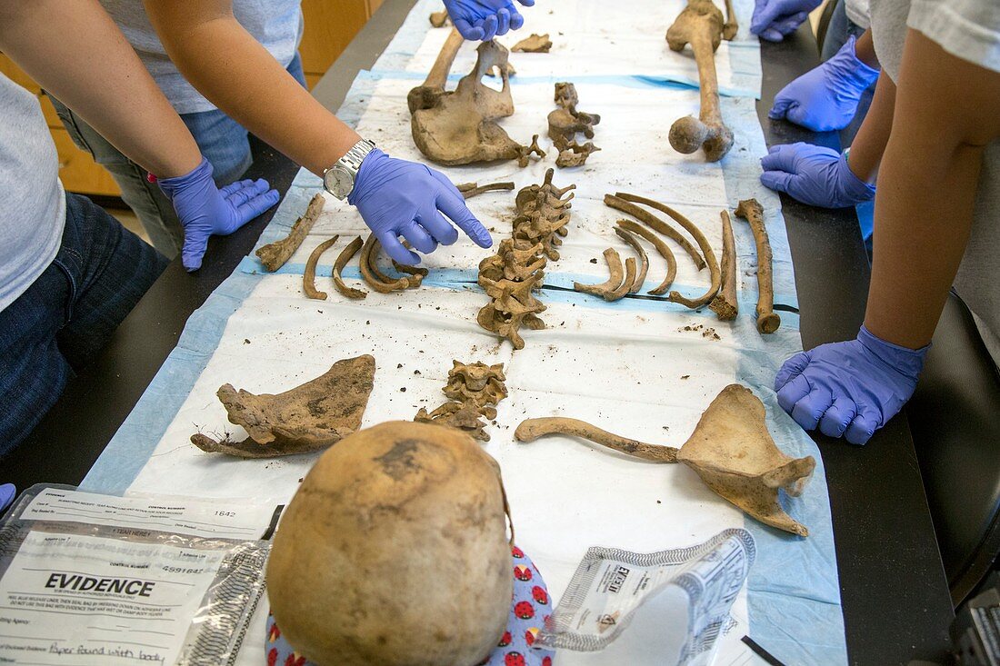 Forensic scientists identifying remains