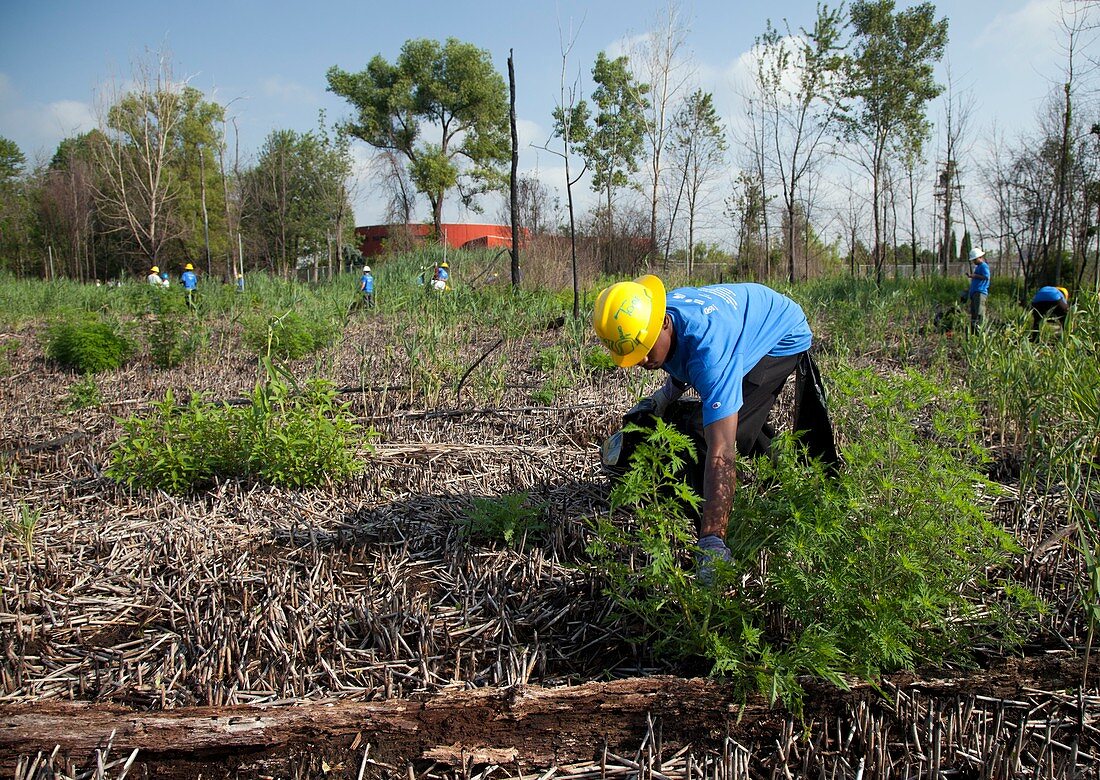 Student removing invasive plants