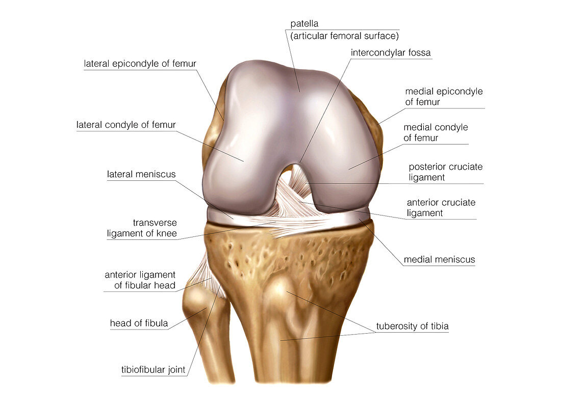 Knee joint,artwork