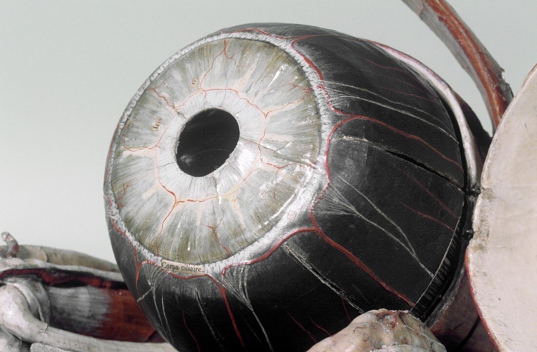 Model eye for ophthalmology,19th century