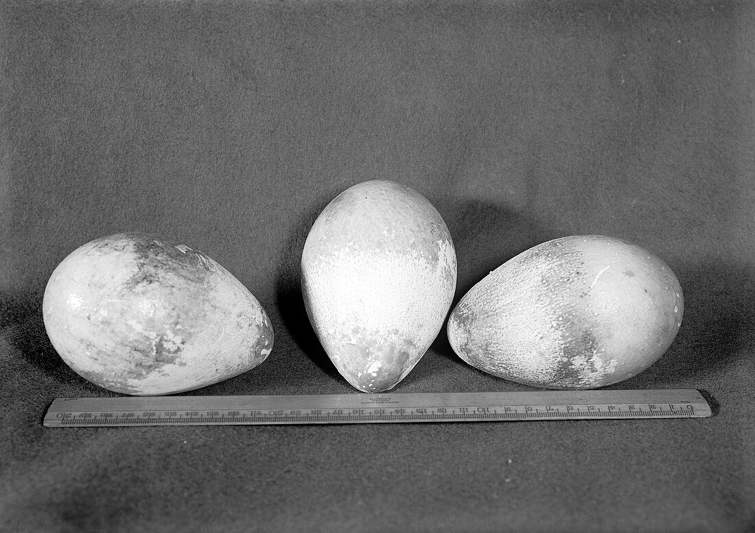 Emperor penguin eggs,1910s