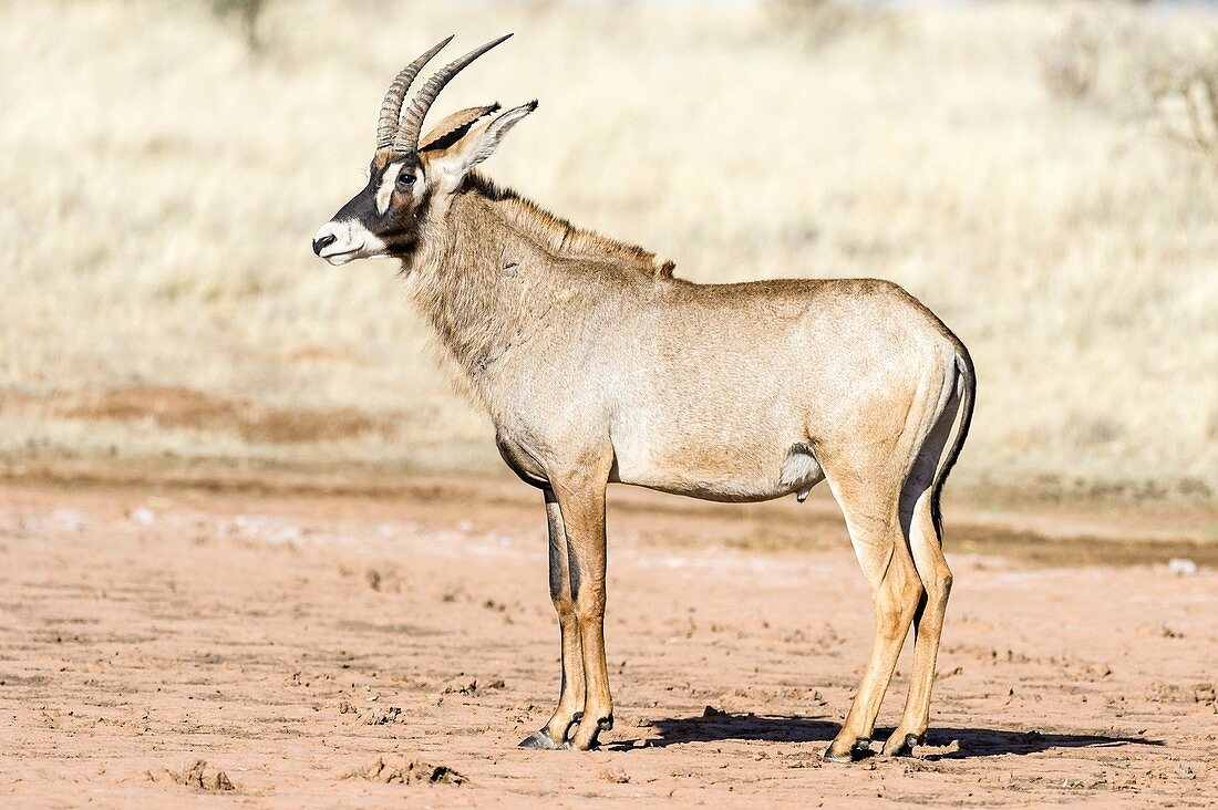 Roan antelope bull