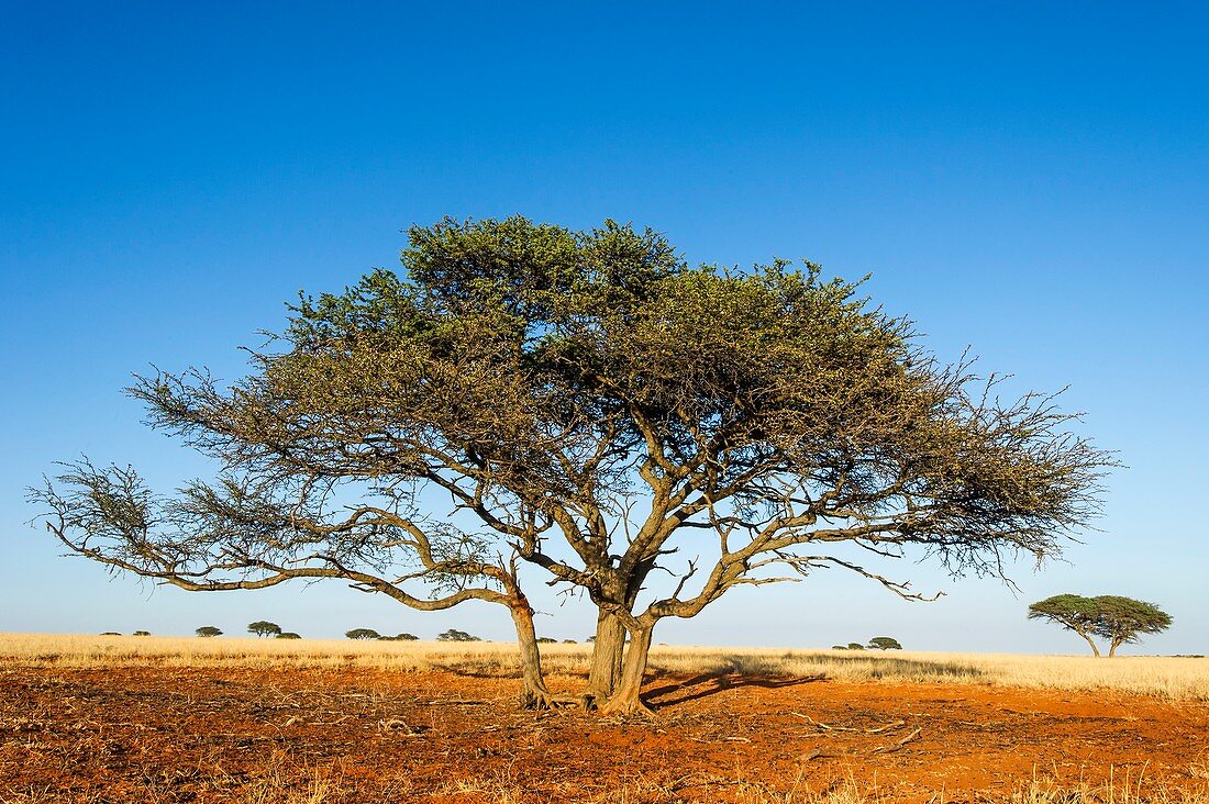 Camel thorn acacia tree in the Kalahari