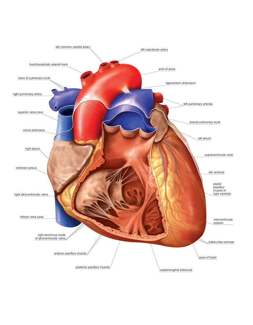Heart and Right Ventricle,artwork