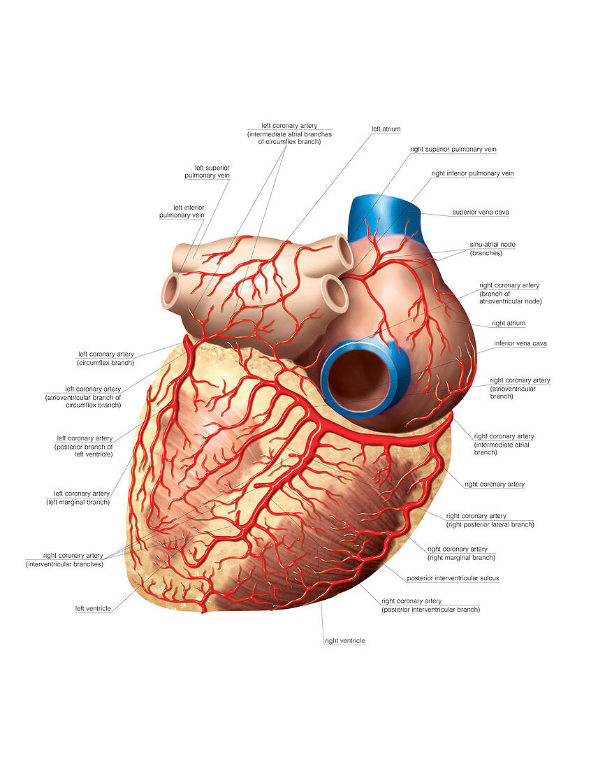 Heart and right coronary artery,artwork