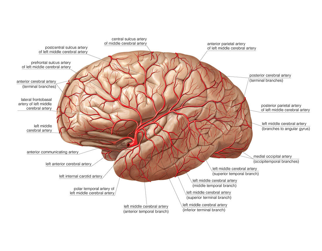 Arterial System of the Brain,artwork