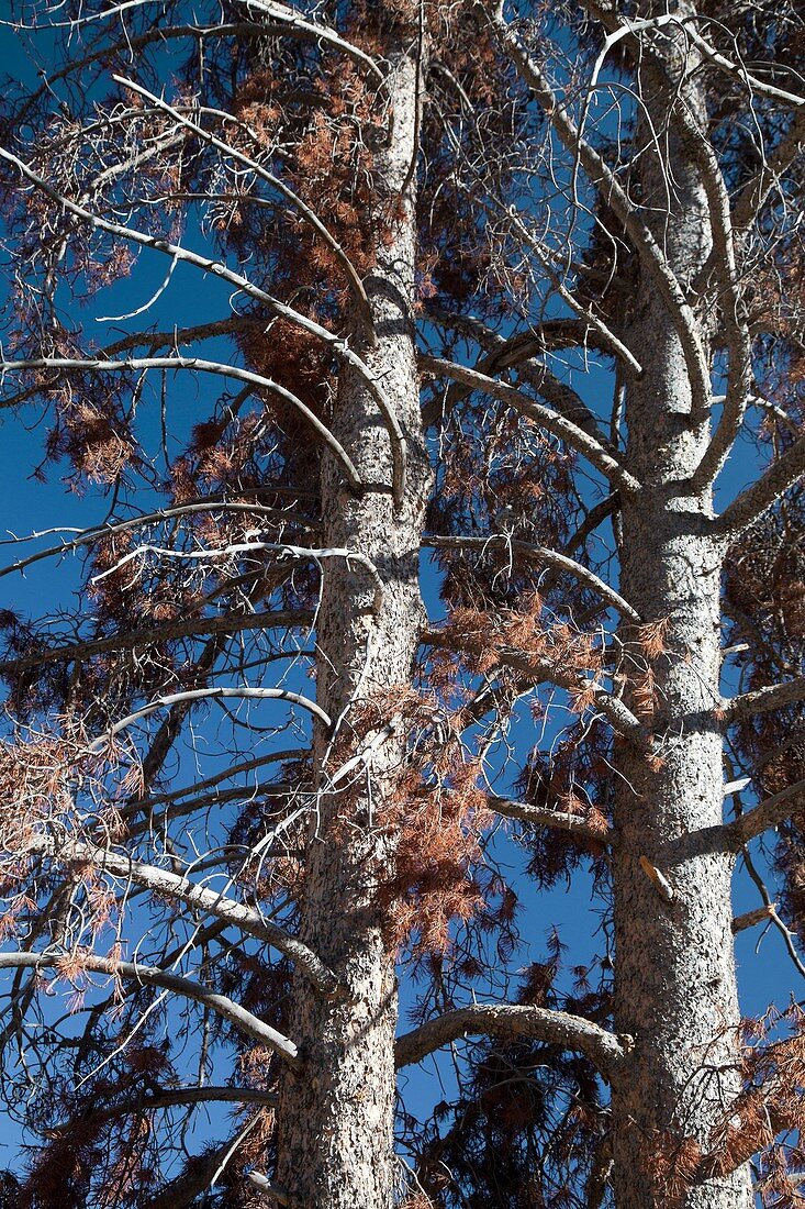 Trees killed by mountain pine beetles