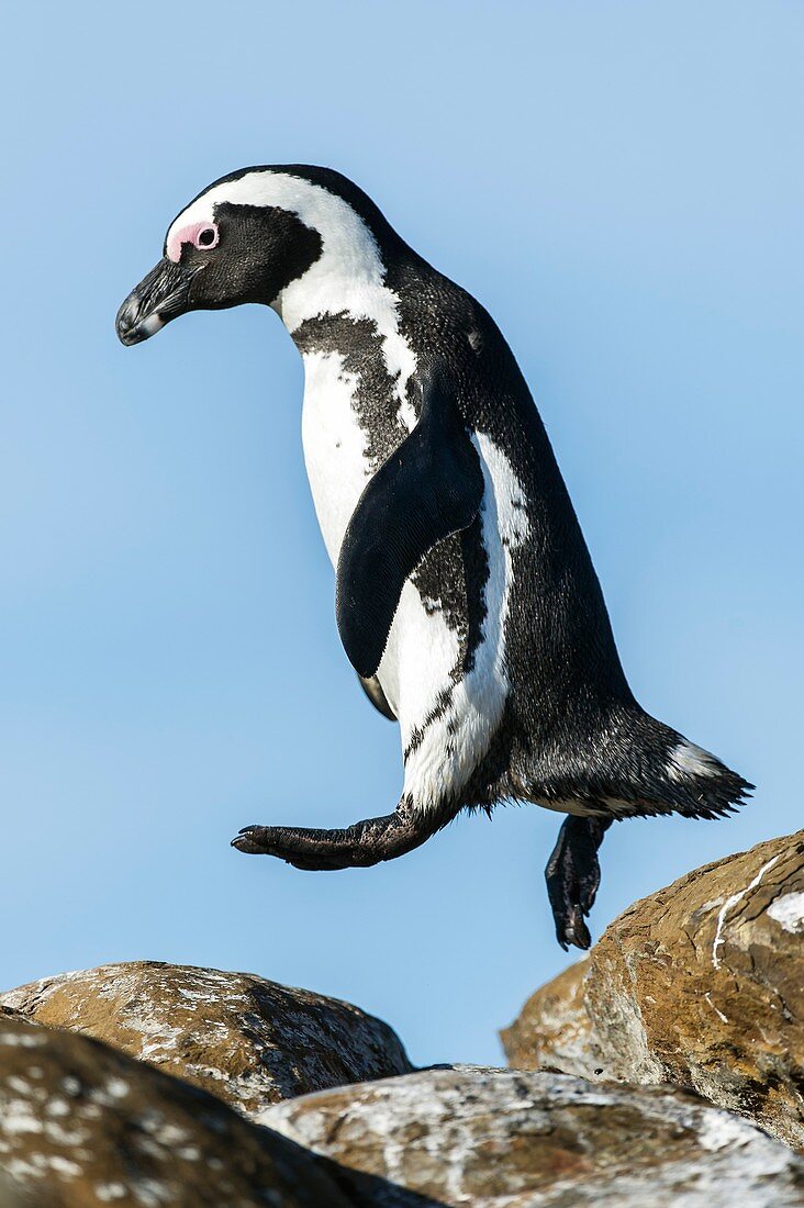 African Penguin leaping between rocks