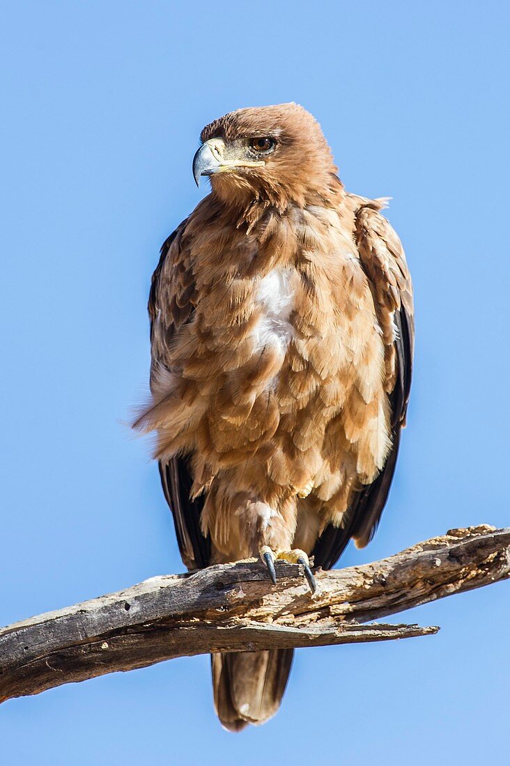 Tawny Eagle on its perch