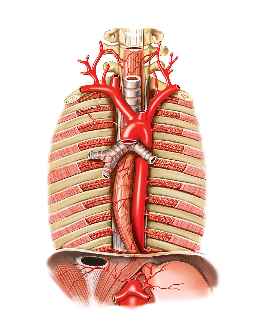 Arterial system of Oesophagus,artwork