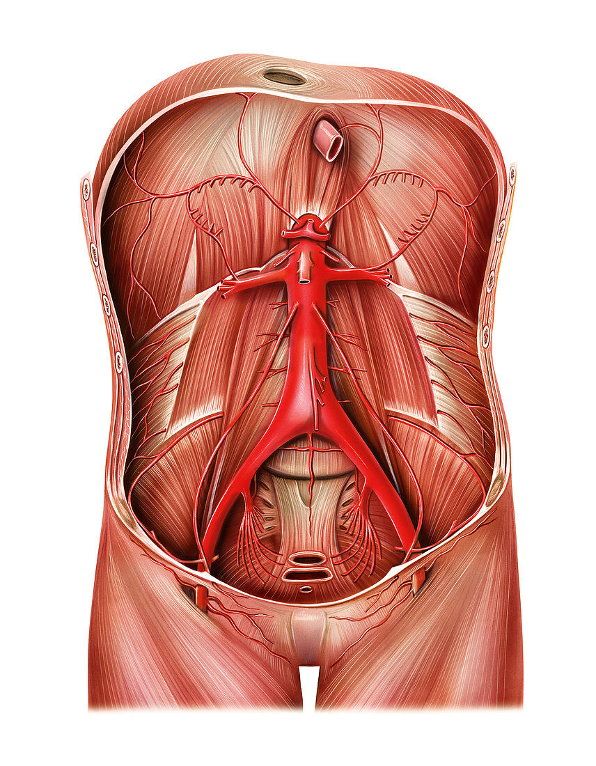 Arterial system of abdominal wall