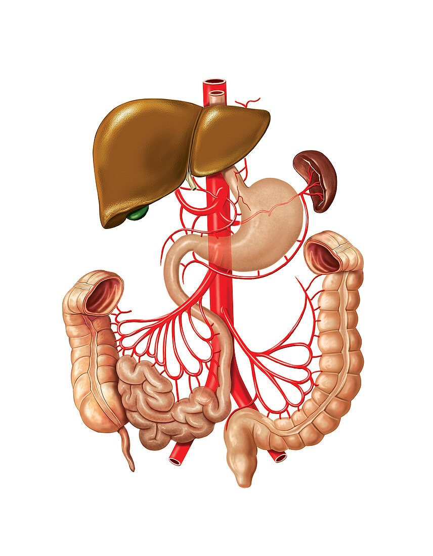 Arterial system of gastrointestinal tract