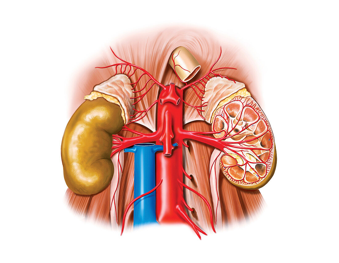 Arterial system of the abdomen,artwork