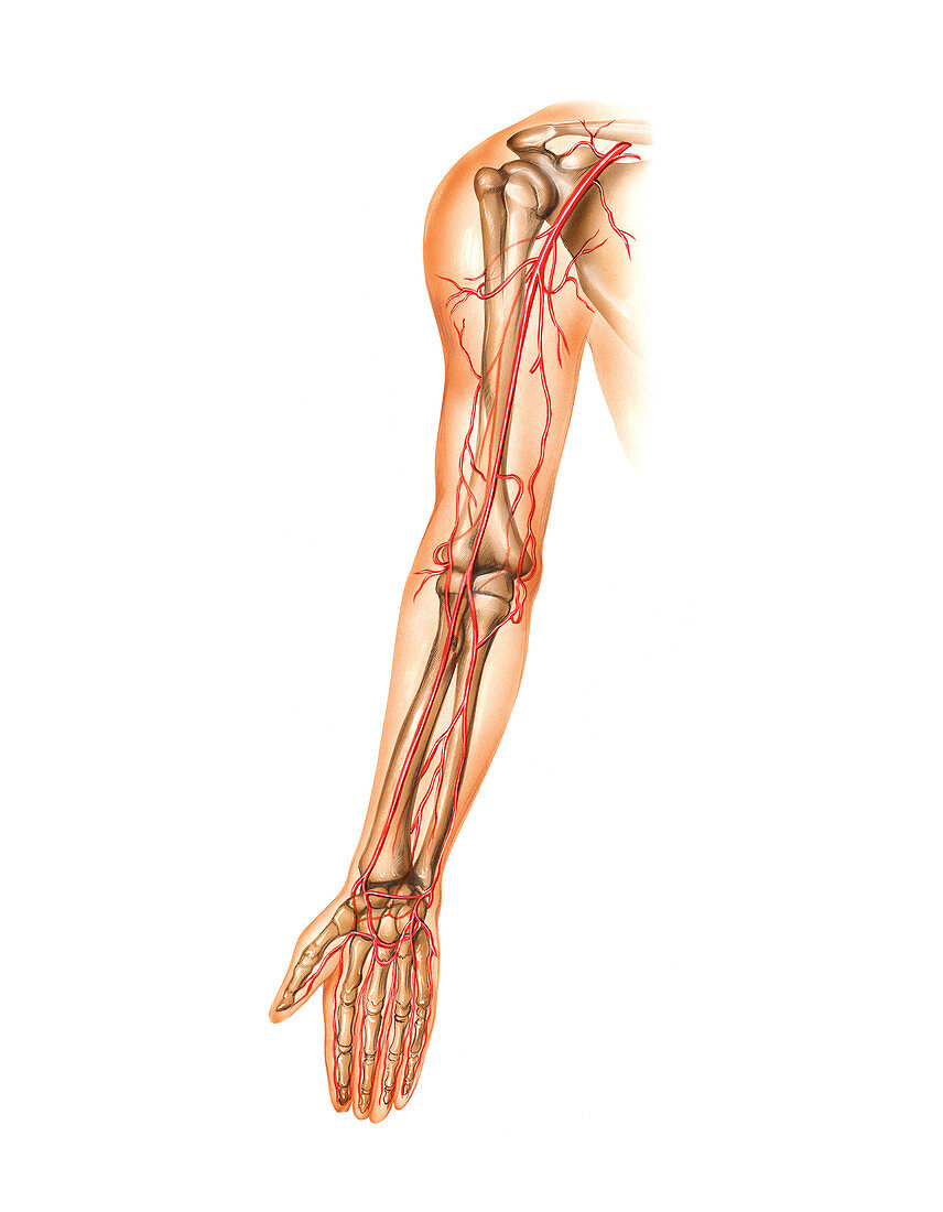 Arterial system of the arm,artwork