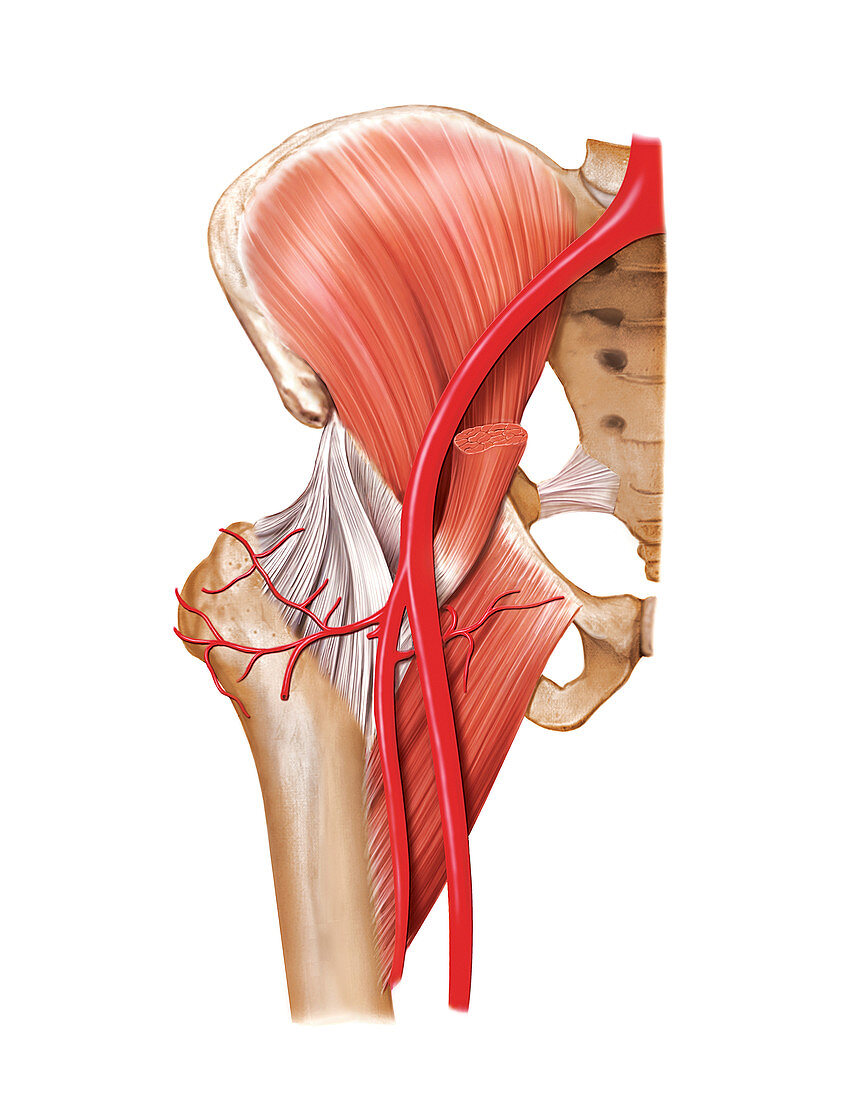 Arterial system of the hip,artwork