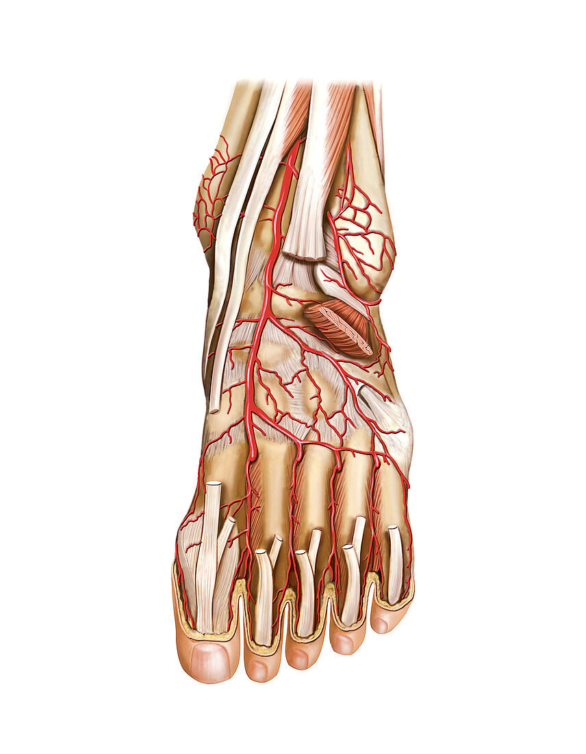 Arterial system of the foot,artwork
