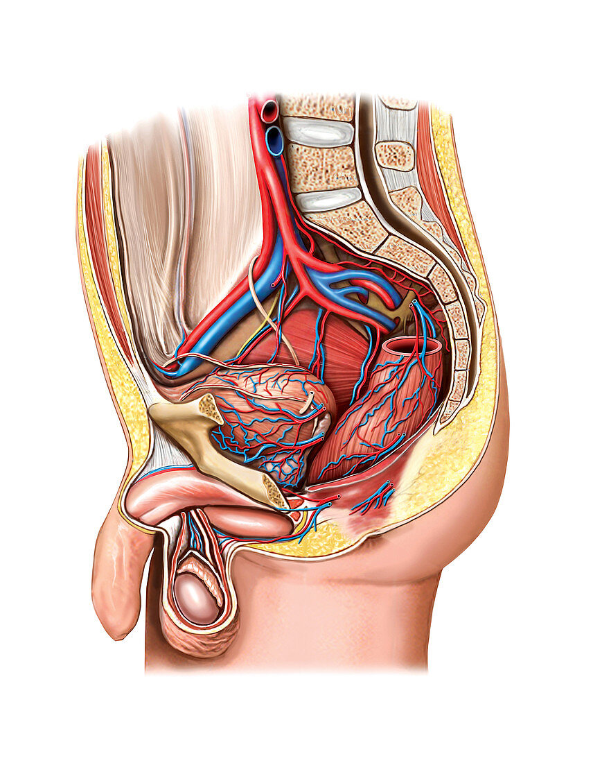 Vascular anastomosis,pelvic cavity