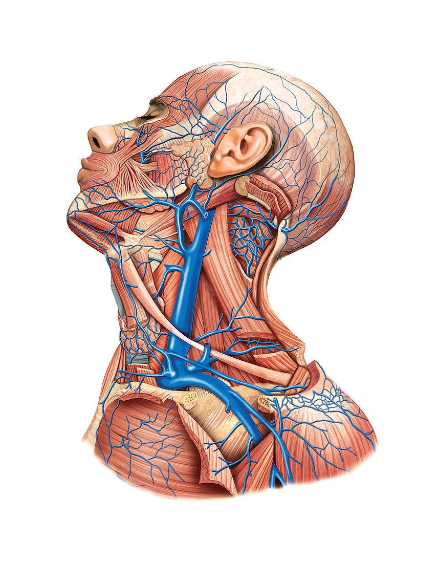 Venous system of the head and neck