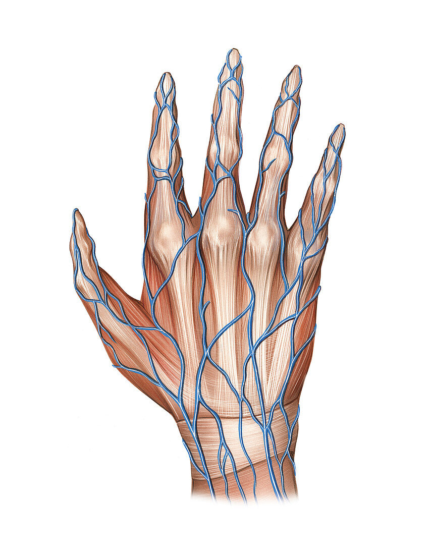 Venous system of the hand,artwork