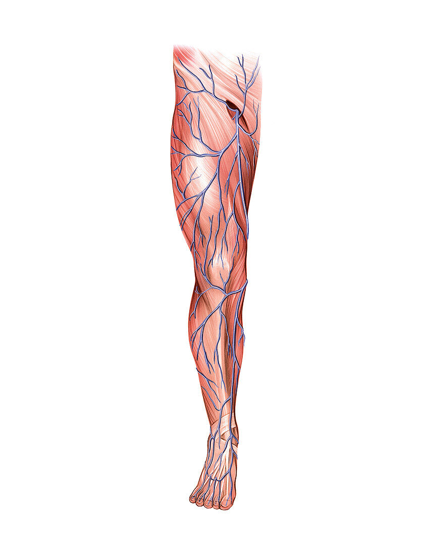 Venous system of the lower limb,artwork
