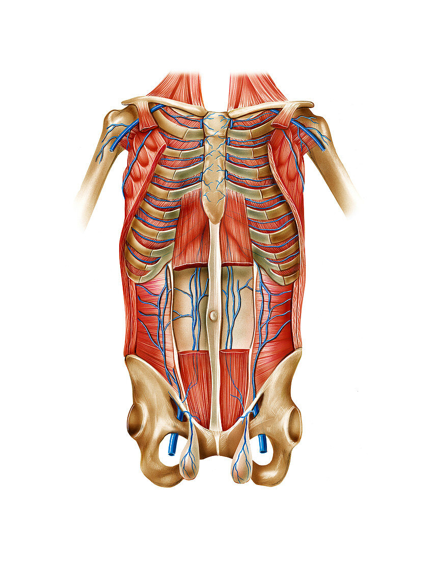 Venous system of the torso,artwork