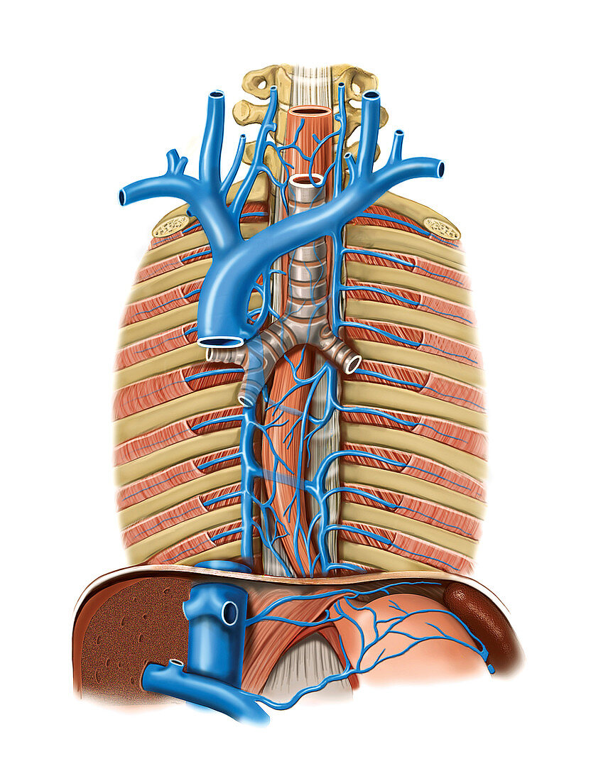Venous system of the oesophagus,artwork