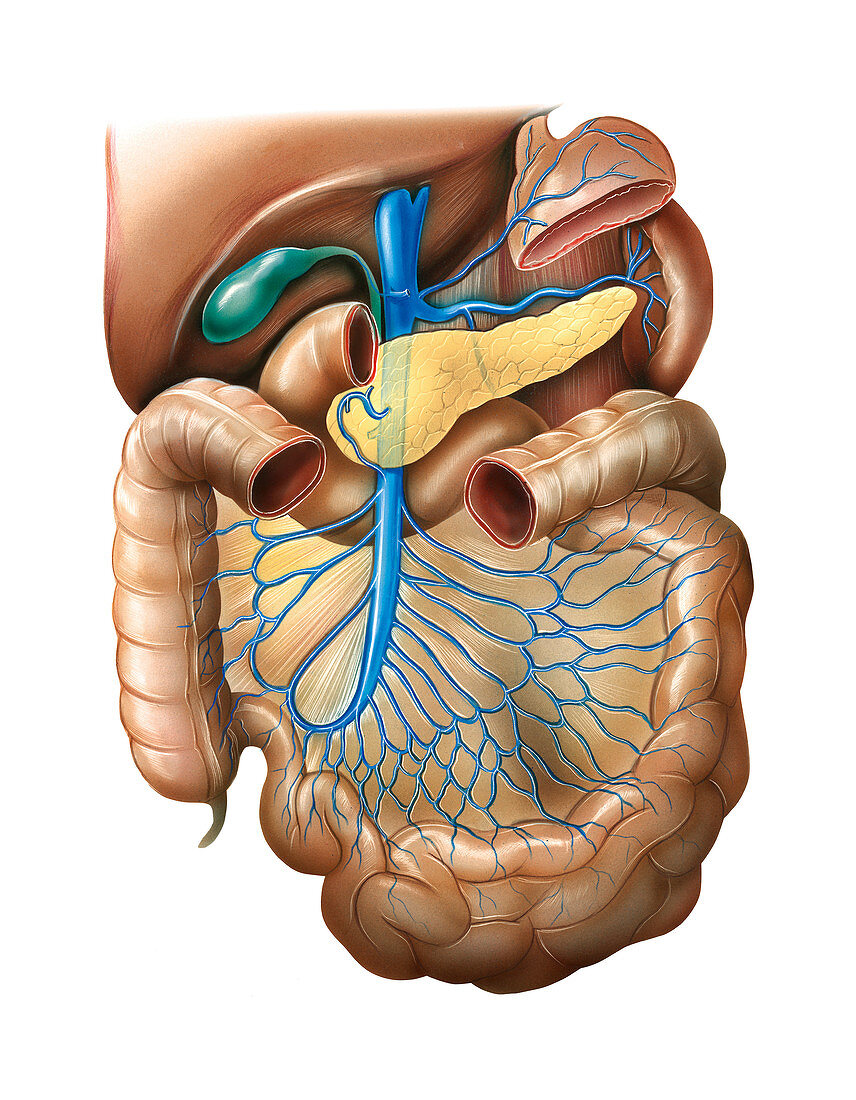 Venous system of the abdomen,artwork