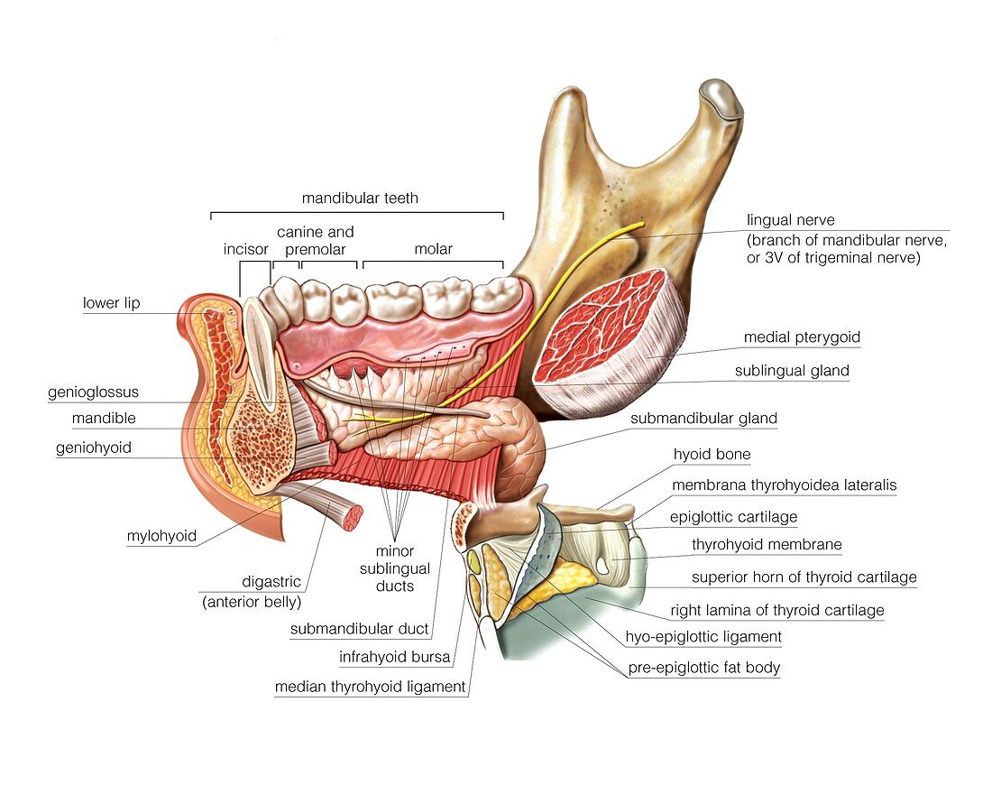 Tongue,oral floor and neck,artwork
