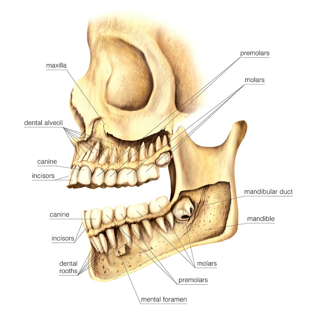 Adult teeth,artwork