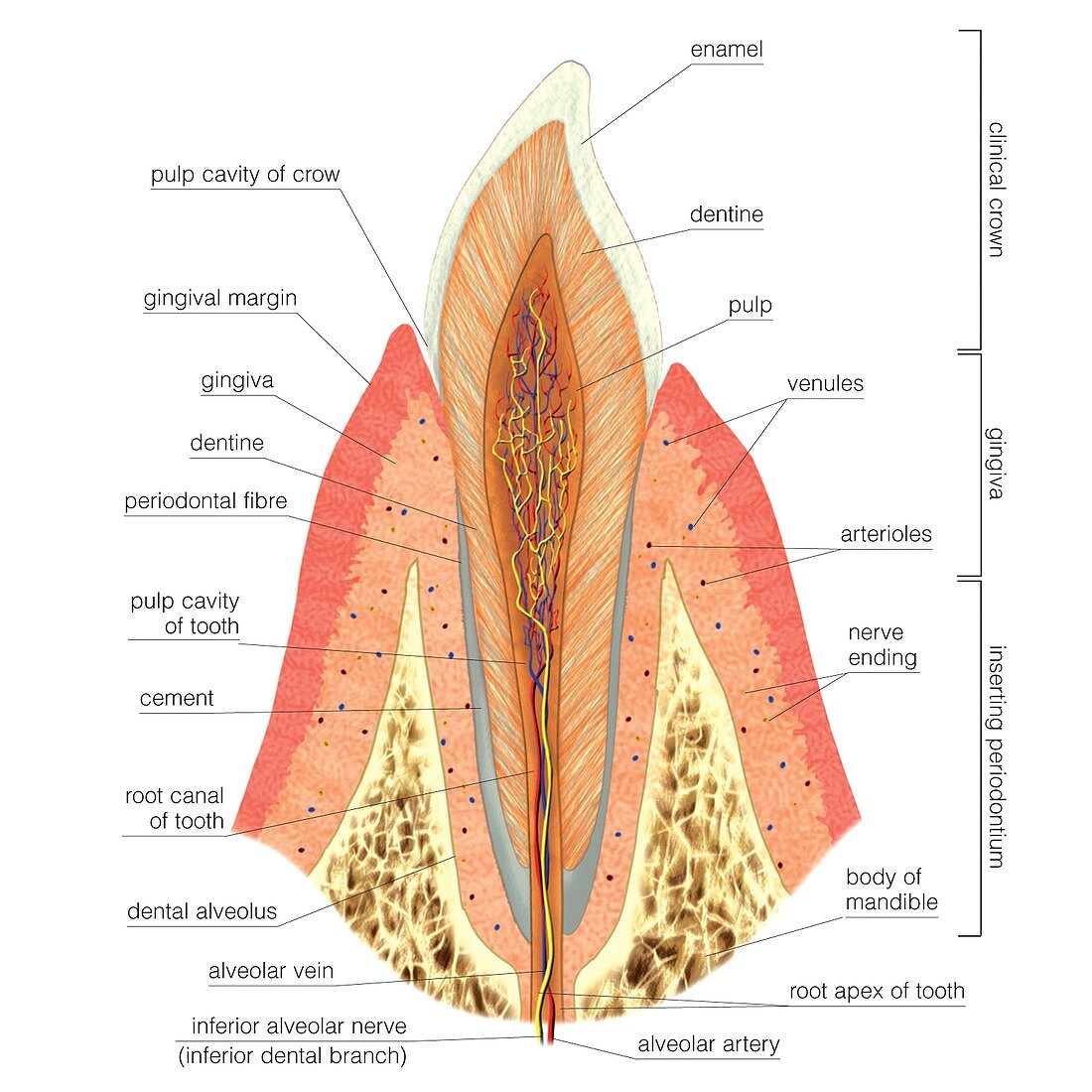 Structure of incisor tooth,artwork