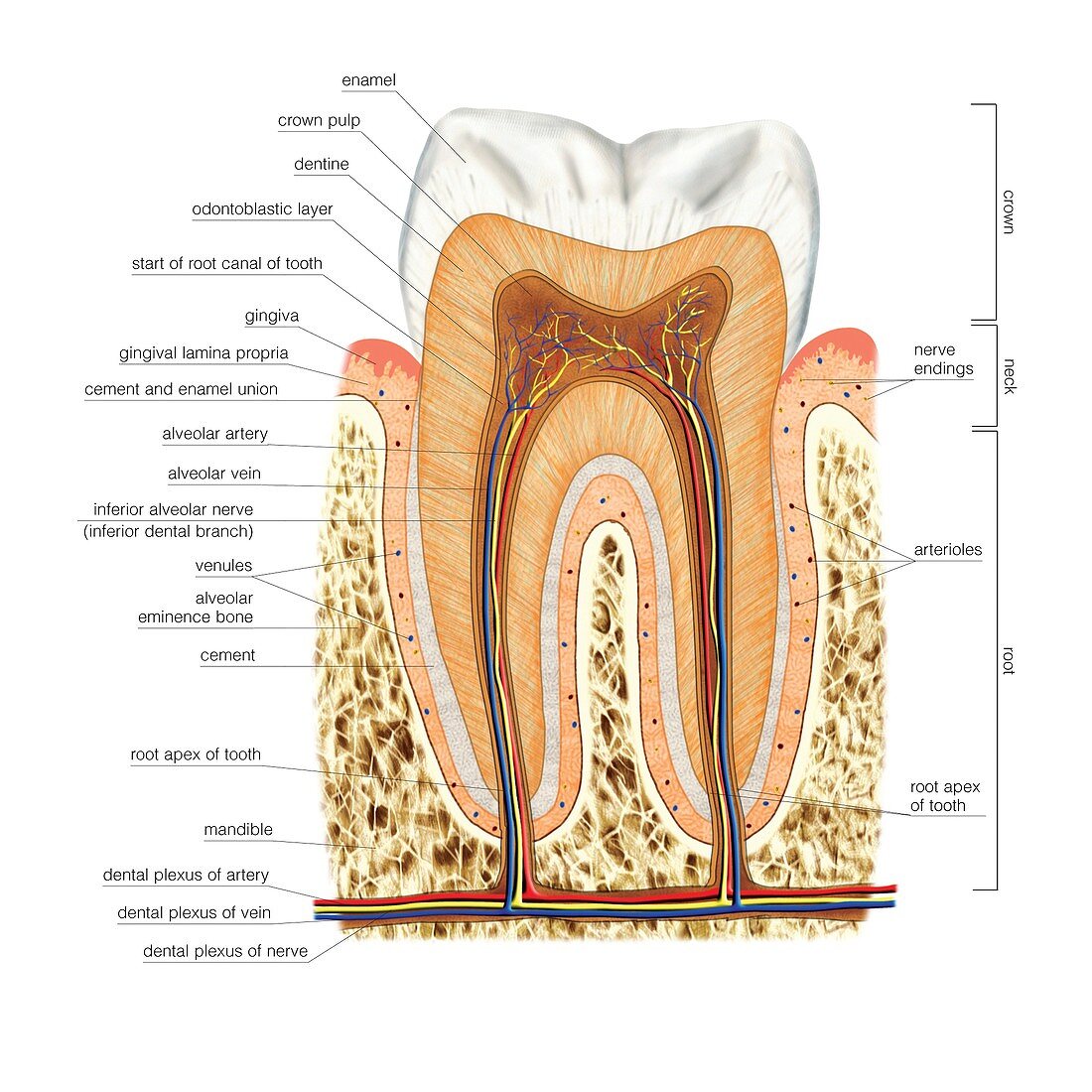 Structure of a molar,artwork