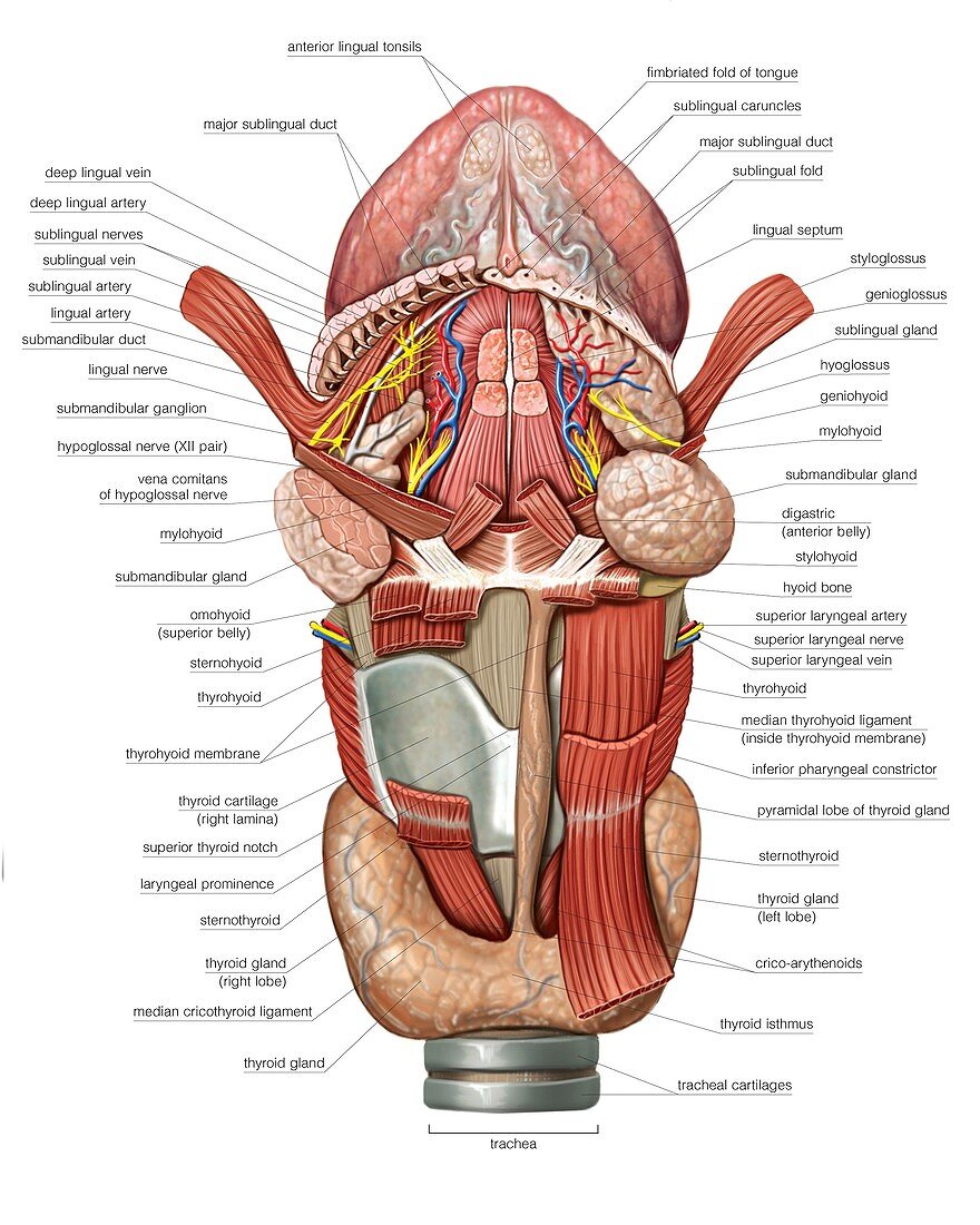 Tongue,larynx and Thyroid,artwork