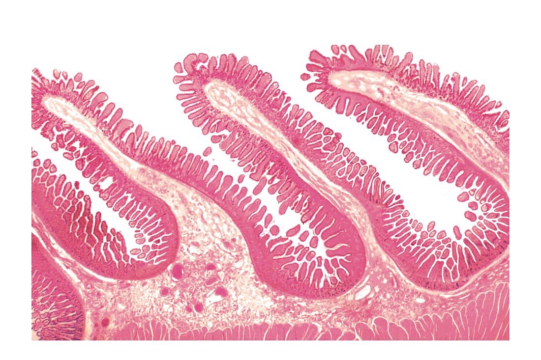 Structure of intestinal tract,artwork