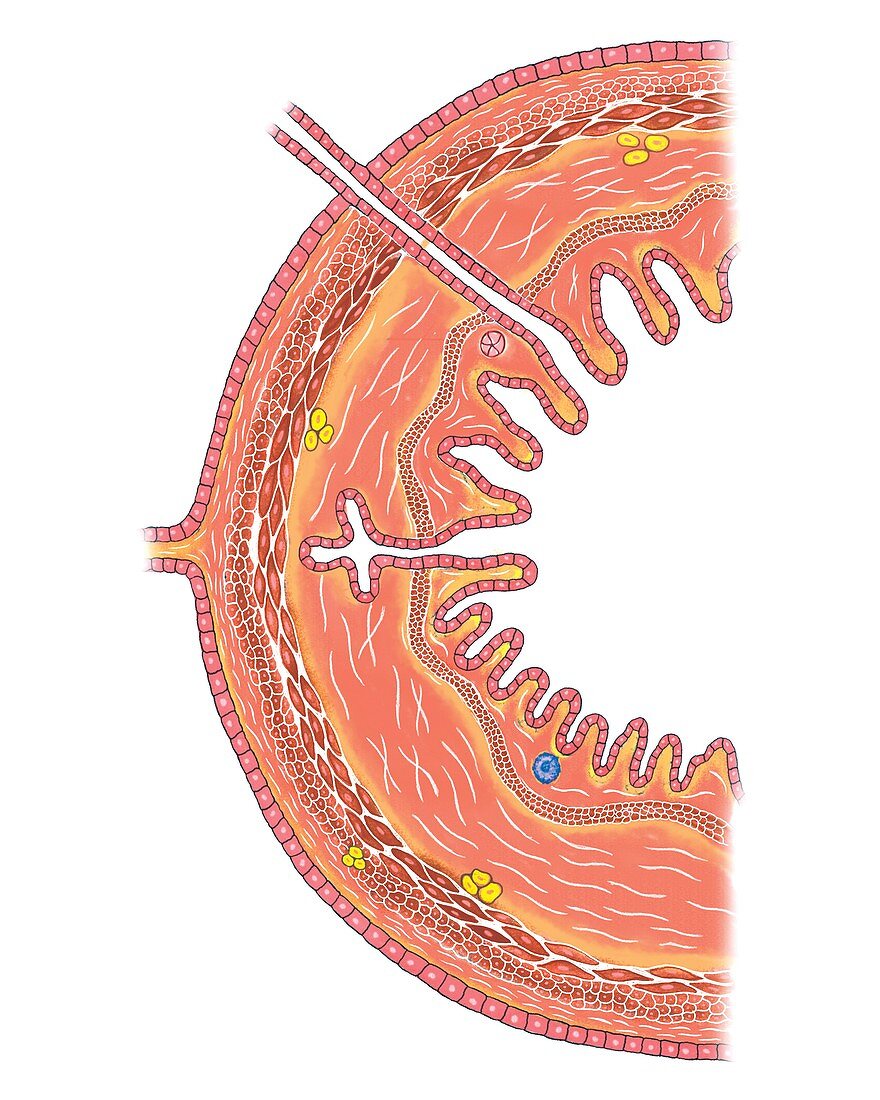 Structure of intestinal tract,artwork