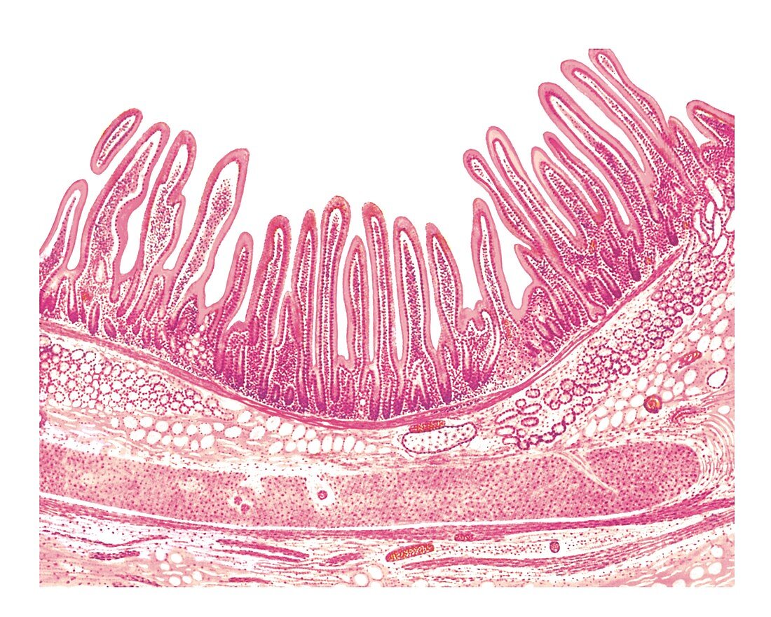 Structure of the duodenal wall,artwork