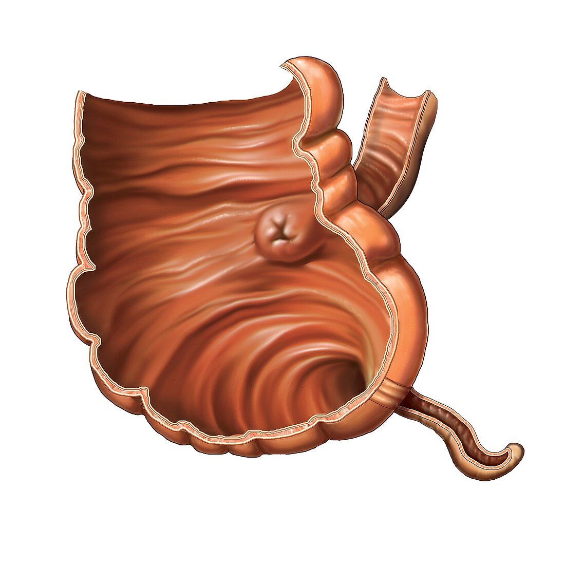 Small intestine,artwork
