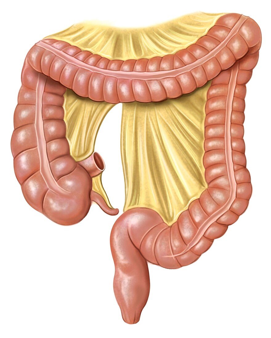 Foetal large intestine,artwork