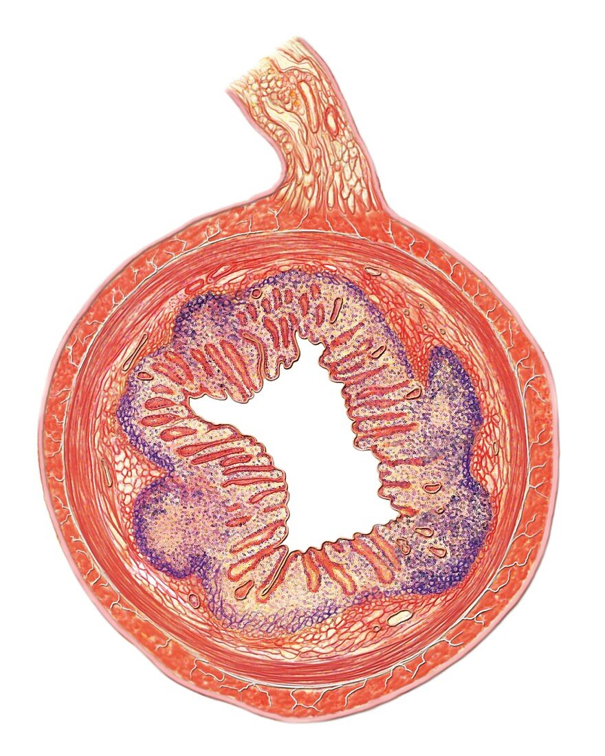 Large intestine,artwork