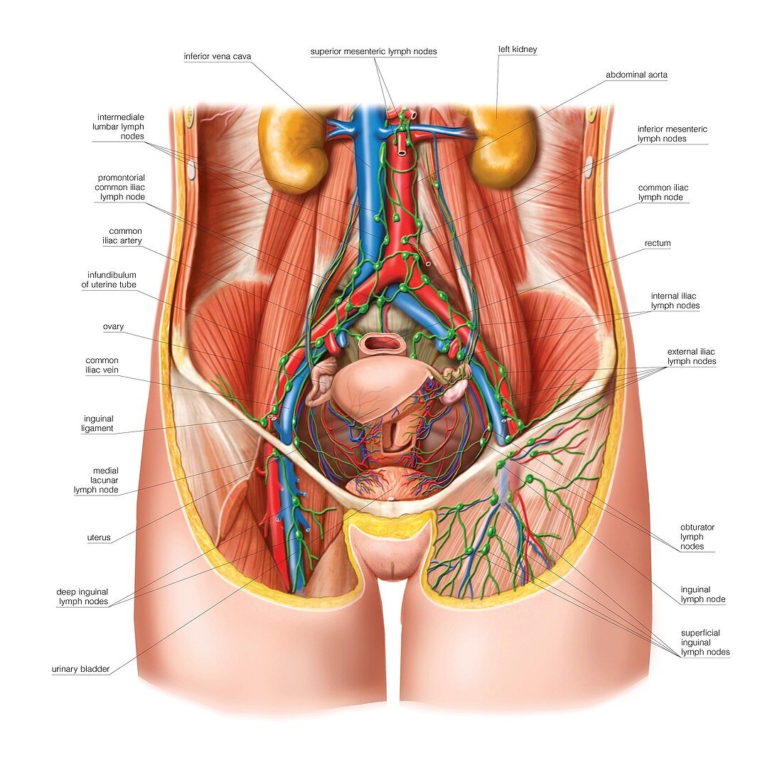 Lymphoid system of the abdomen,artwork