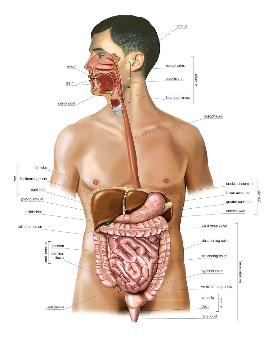 Digestive System,artwork